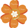 Diagram of a six-petaled flower with hormone names around each petal (thyroid, estrogen, progesterone, testosterone, cortisol, insulin) around a circular arrow and white center bloom, illustrating endocrine hormones.
